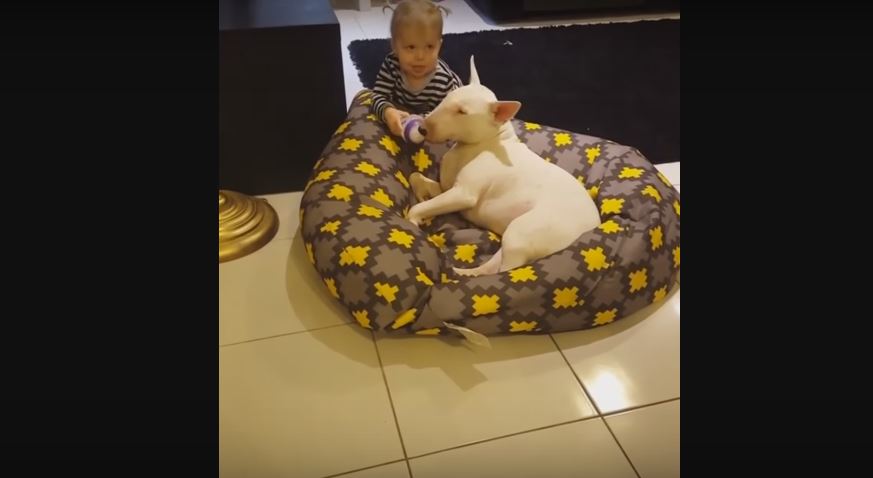 This Baby Doesn’t Mind Sharing A Drink With Her Best Dog Friend. Now THAT Is Selfless!