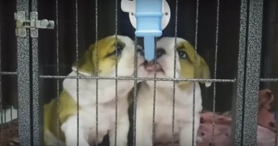 Watch These Two Bulldog Puppies As They Drink Water…