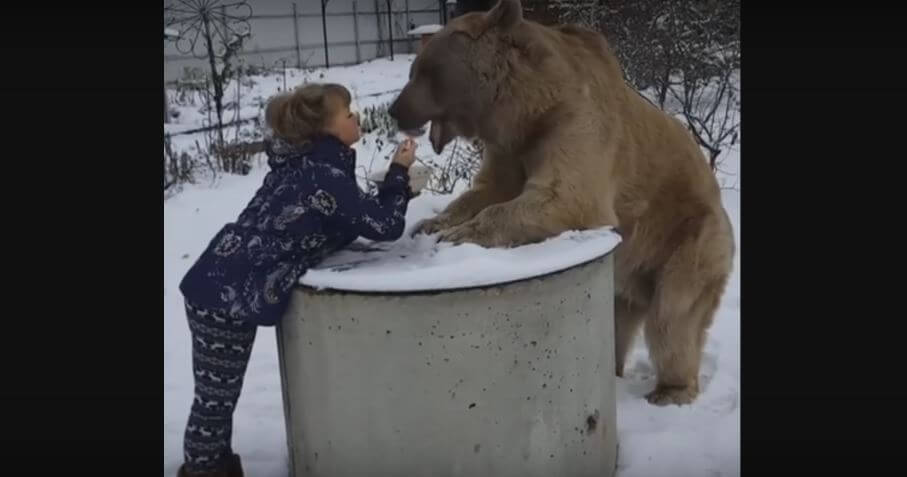 Woman Feeds Giant Bear A Scrumptious Breakfast. This Is Insanely Adorable!