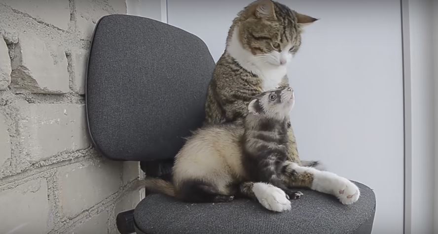 Can A Cat And A Ferret Hang Out Together…