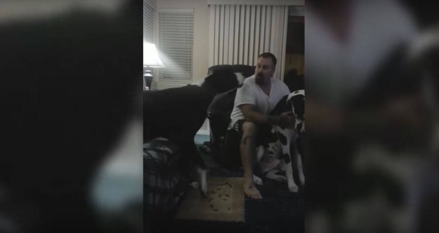 Great Dane Throws Crazy Fit When Dad Starts Petting…