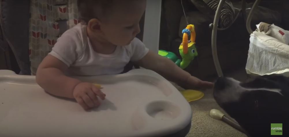 Baby Shares Food With His Friend Pit Bull. How Thoughtful Of Him To Do That!