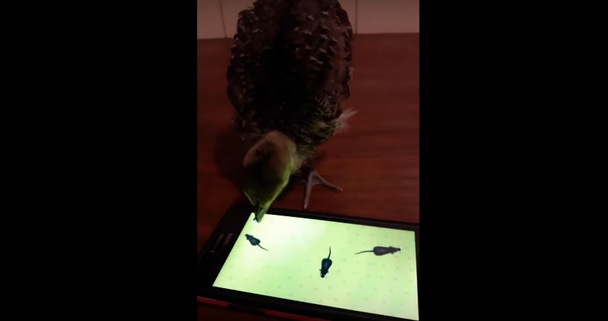 Baby Peacock Plays Game On A Smartphone. Now That’s…