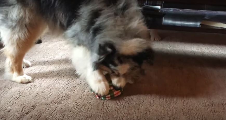 Watch This Massive Dog Unwrap Her Christmas Gift Immediately After…