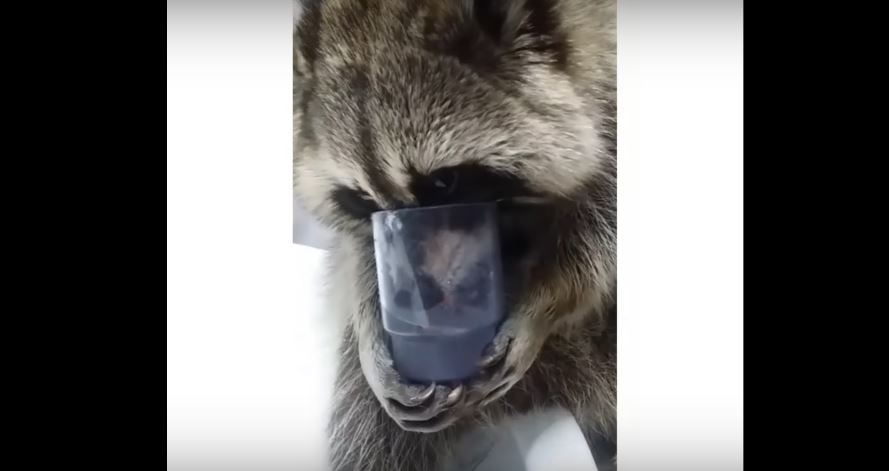 Adorable Raccoon Drinks Water From A Glass Like A…