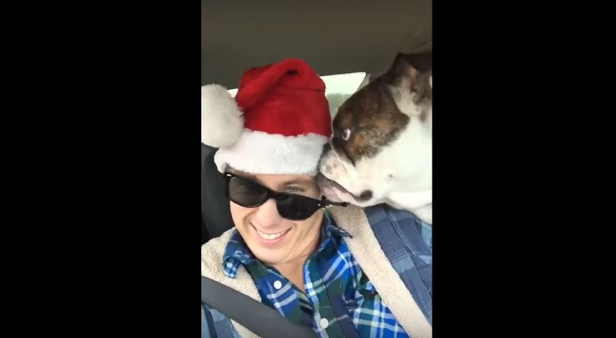 English Bulldog Hates To See Dad Wearing A Santa Hat.…