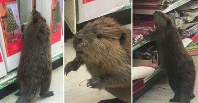 Beaver Goes Holiday Shopping At A Dollar Store. But When He Spots Fake Christmas Trees? LOL!