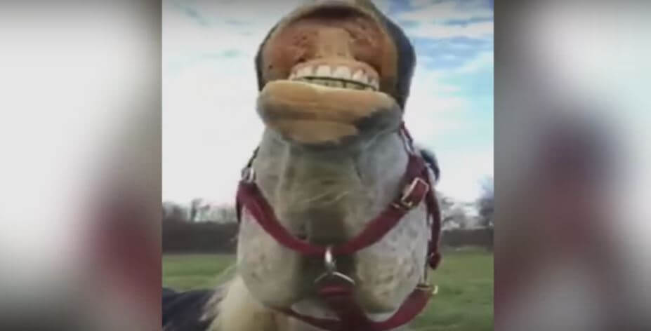 This Horse Probably Got The Weirdest Reaction To Eating…