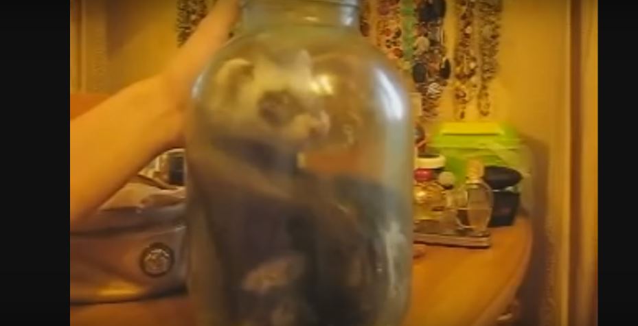 This Ferret’s Idea Of Fun Is Getting Stuck Inside A Jar Of Sugar! Adorable!