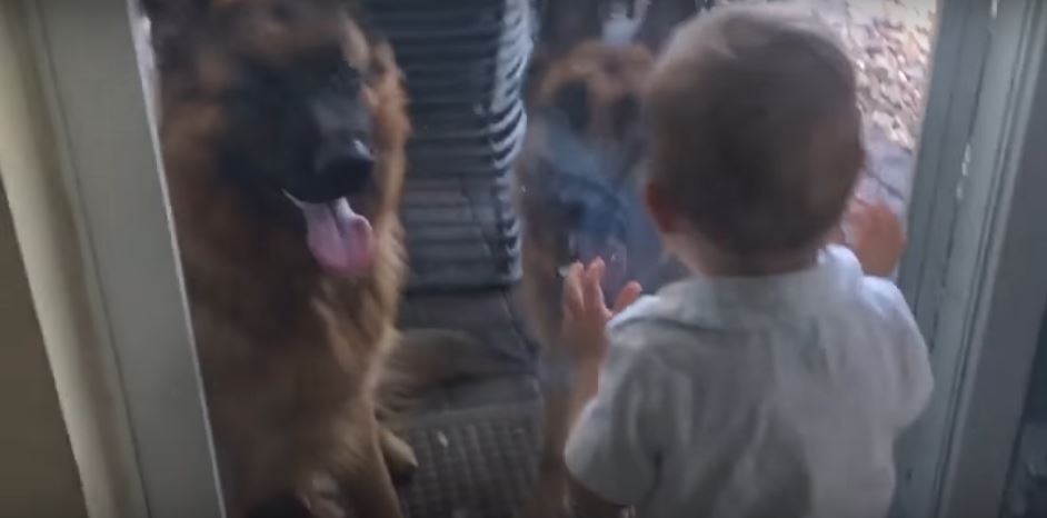 German Shepherds Give This Baby So Much Joy He…