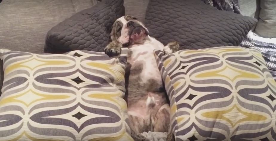 Bulldog Is Too Sleepy (Or Lazy) To Go Outside And…