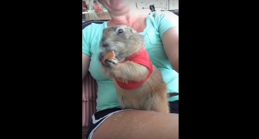 Prairie Dog Gobbles Down Vanilla Wafer For Dear Life.…