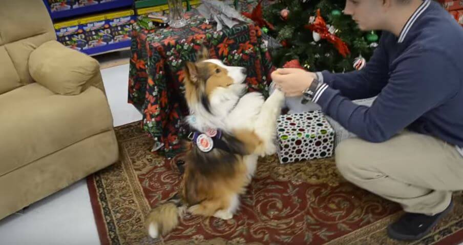 Service Dog Does The Mannequin Challenge Multiple Times And…