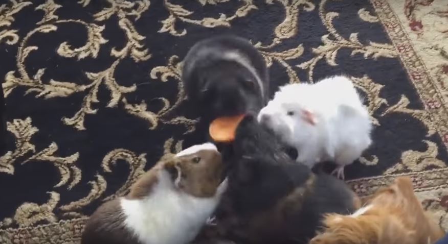 These Guinea Pigs’ Epic Mealtime Will Give You So…