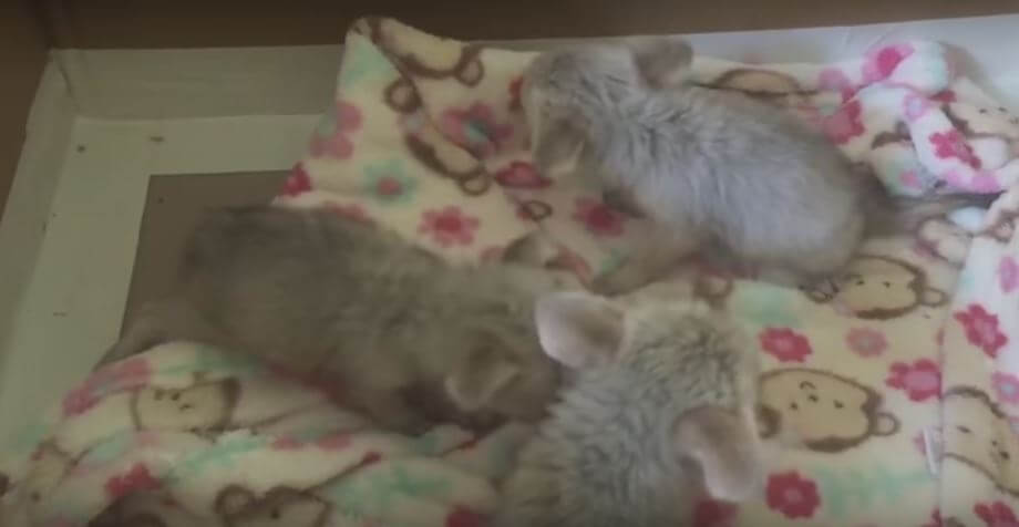 These Baby Fennec Foxes’ Reaction Upon Tasting Meat For…