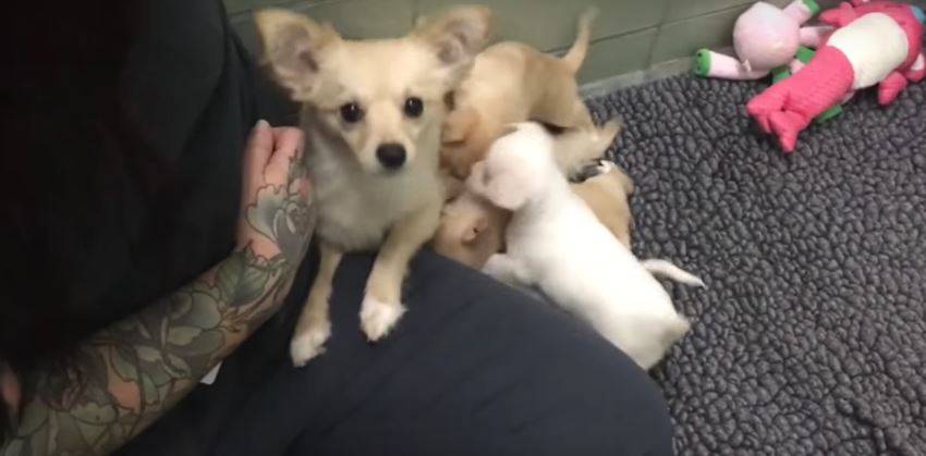 Momma Dog Reunites With Her Babies. Her Reaction? Priceless!