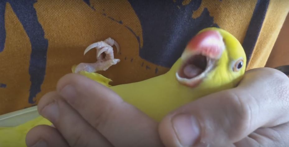 Parrot Freaks Out As Soon As Dad Stops Petting…