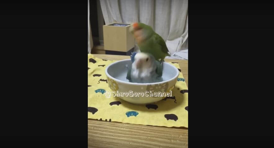 These Parrots Just Made A Bath Tub Out Of…