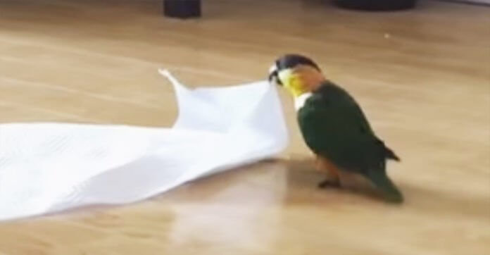 Tiny Bird Finds A Giant Paper Towel. Now Keep…