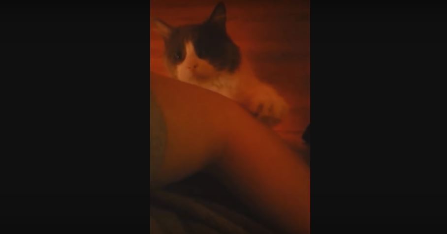 Cat Adorably Demands Petting From His Human. So Irresistibly…