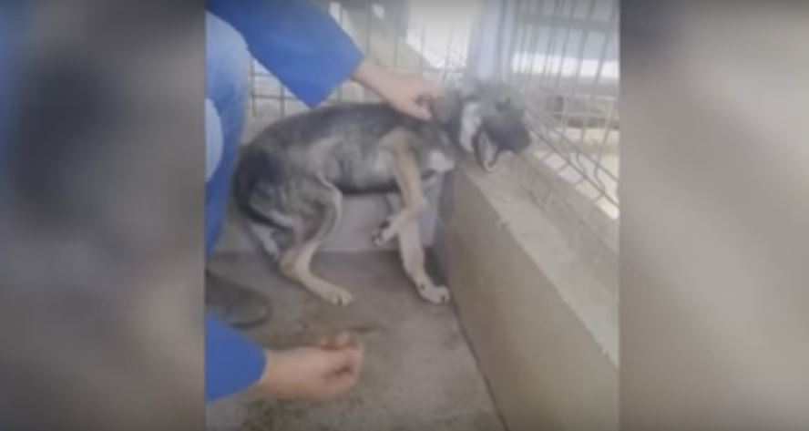 Abused Dog Gets Petted For The First Time After…