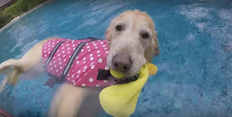 Golden Retriever Would Rather Float Than Swim. So Weird…