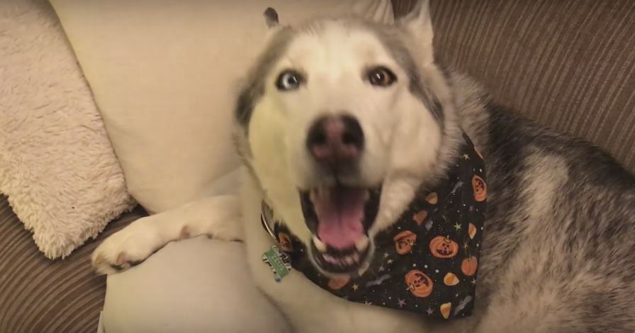 Mom Confronts Husky For Pooping On The Floor. Pooch…