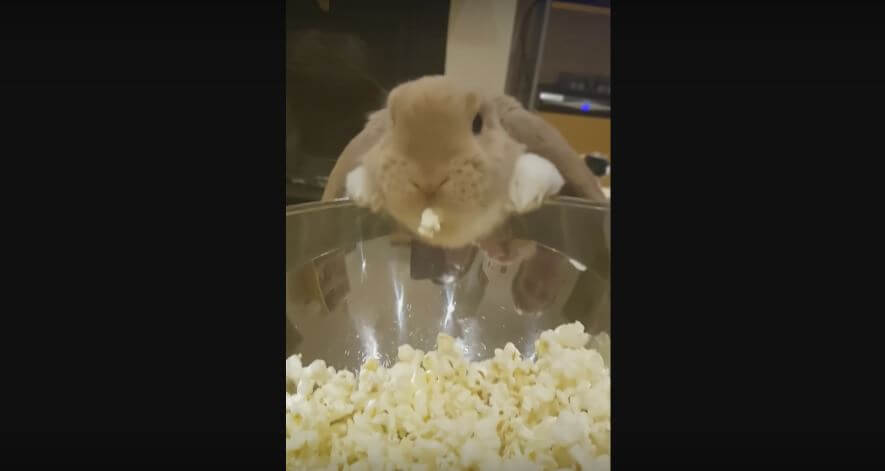 Bunny Steals A Piece Of Popcorn From The Bowl.…