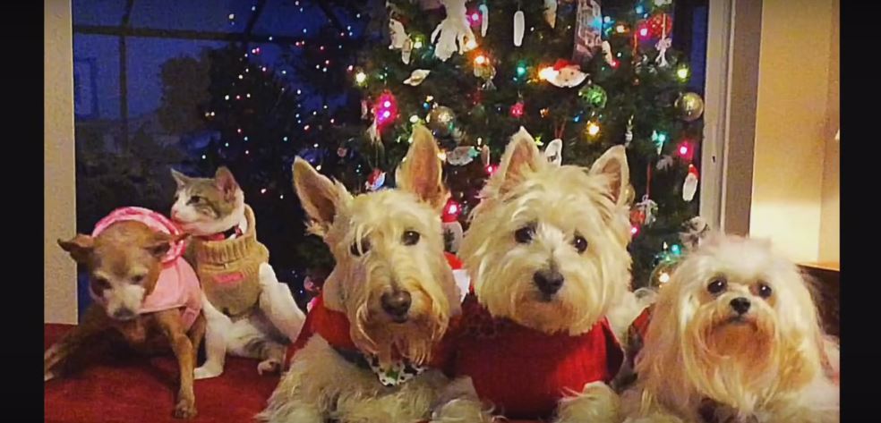 A Cat And Its Four Dog Buddies Pose For…