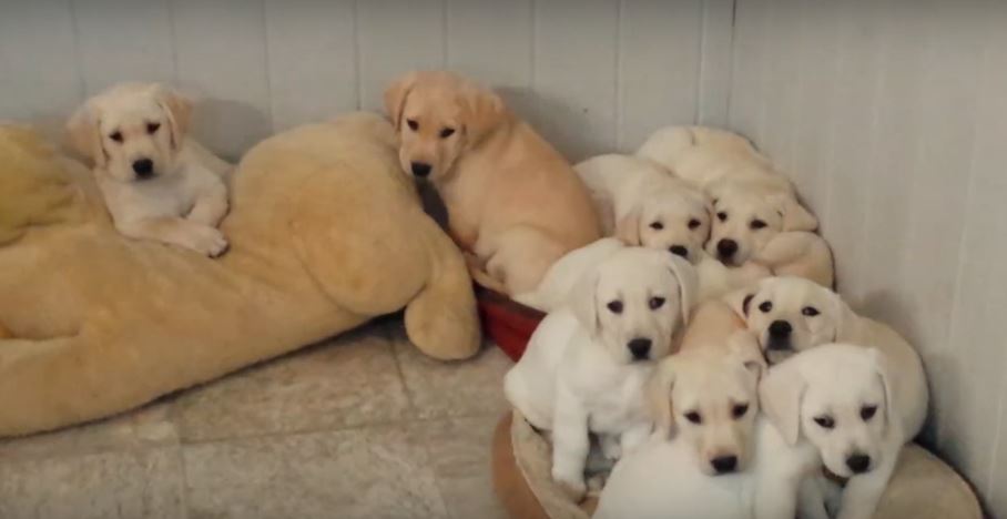 These Puppies Just LOOOVE Snuggling With One Another. Cutest Puppy…