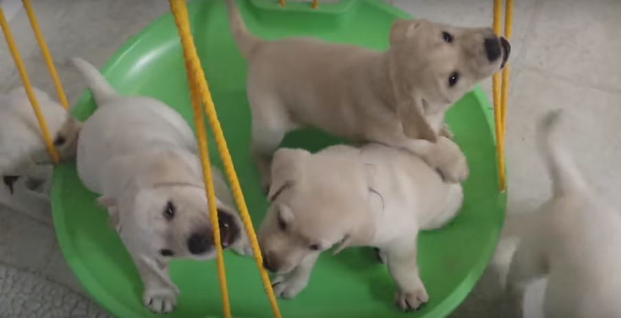 Labrador Puppies Go Crazy Over Their Toy Swing. I’m…