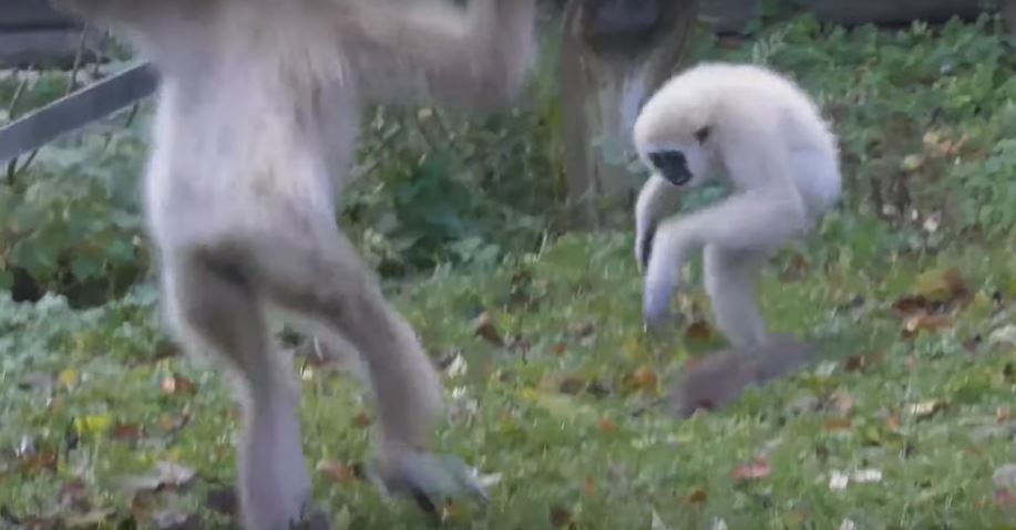 Watch These Gibbons Run After A Rat Who Trespassed Their Enclosure. Hilarious!