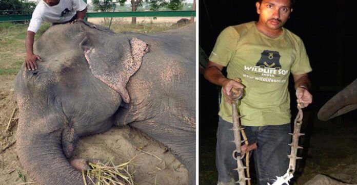 After 50 Years Of Imprisonment, This Elephant Is Finally…