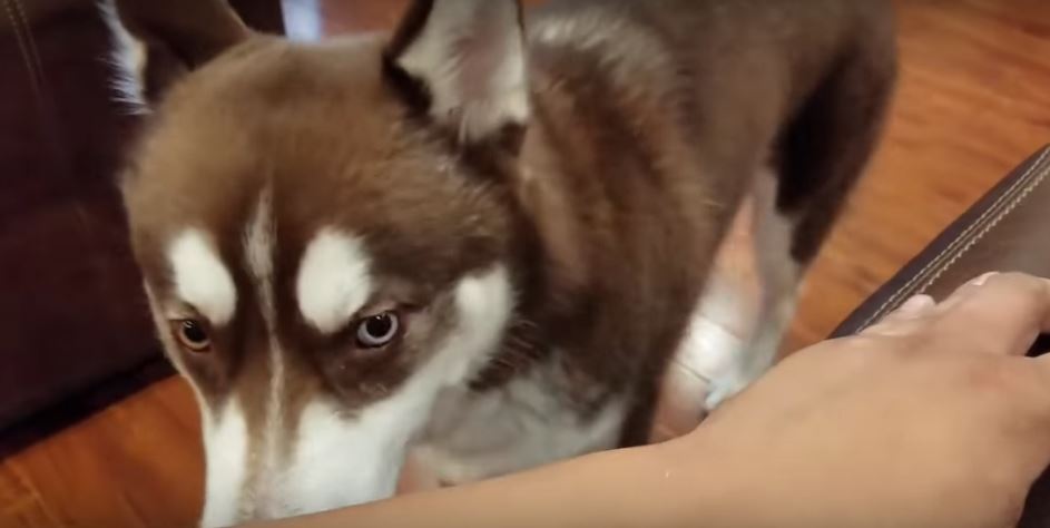 Husky Adorably Demands For More Chest Rubs. So Hella Cute!