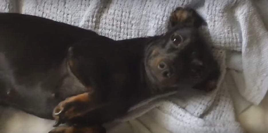 Puppy Plays Dead So She’d Get Nice Belly Rubs From…