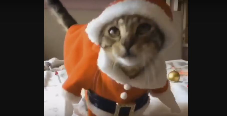 Watch As This Cat Gives Us Its Best Santa…