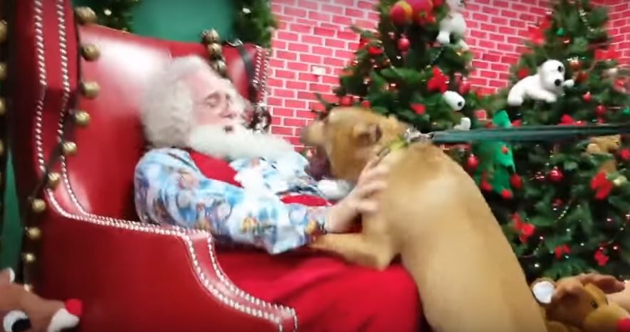 Rescue Pit Bull Gets Uncontrollably Giddy Upon Meeting Santa! Aww, My Heart!