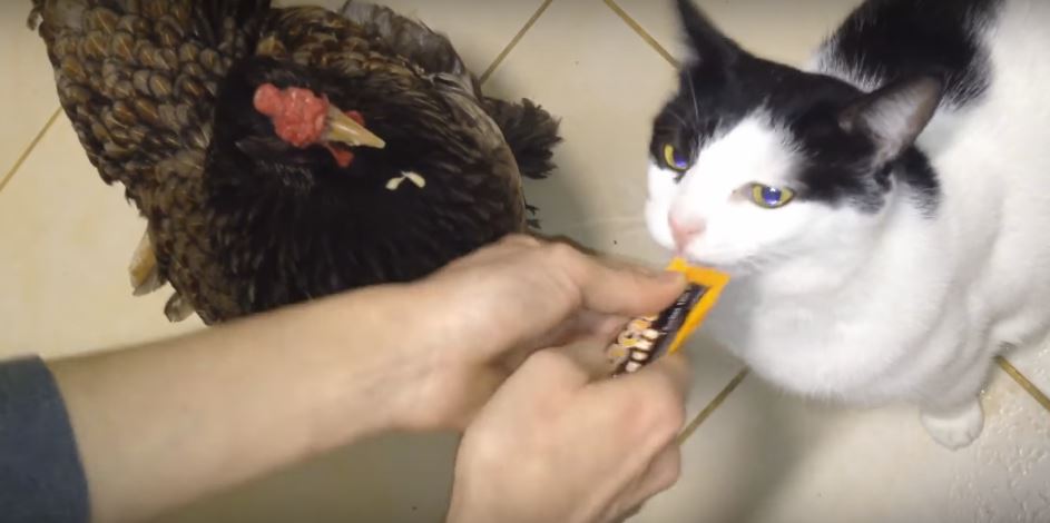 Cat Willingly Shares Food With A Chicken. Isn’t He So Nice For Doing That?