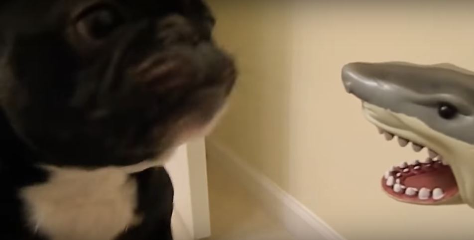 French Bulldog Is Unable To Stand This Shark Toy’s…