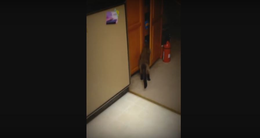 Siamese Kitty Gets Caught Doing Something Really, Really Silly.…