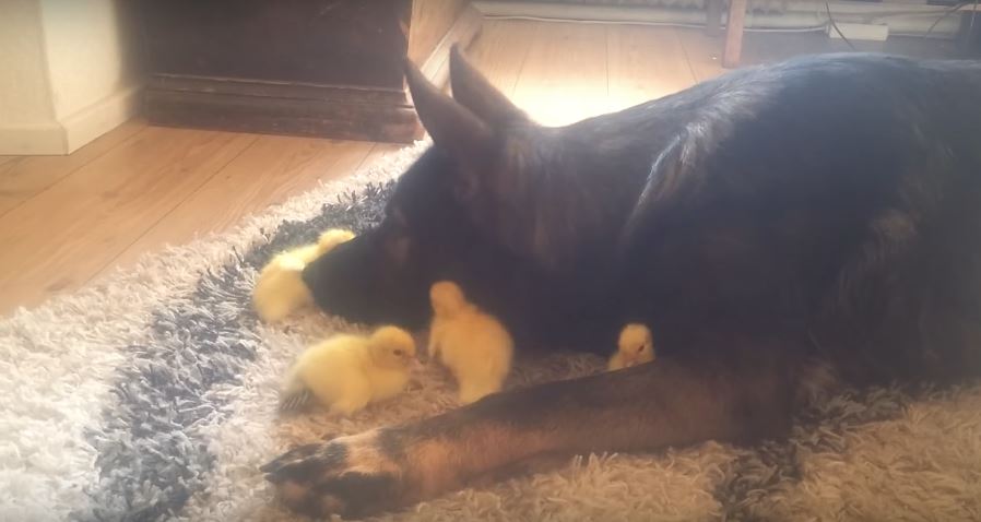 German Shepherd Babysits Little Ducklings In The Most Gentle,…