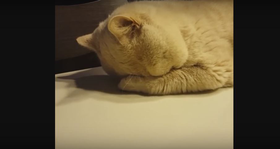 Fluffy Cat Sleeps In A Really Weird Way. Cutie…