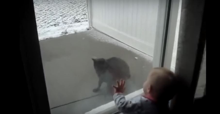 Baby Is Massively Entertained By This Snowflake Chasing Kitty. What A Cutie Pie!