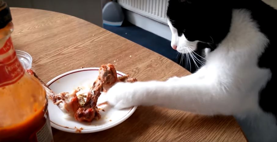 Cat Steals Chicken From The Table And Pretends Nobody…