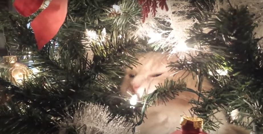 Rescue Cat Finds Herself Stuck In A Christmas Tree.…