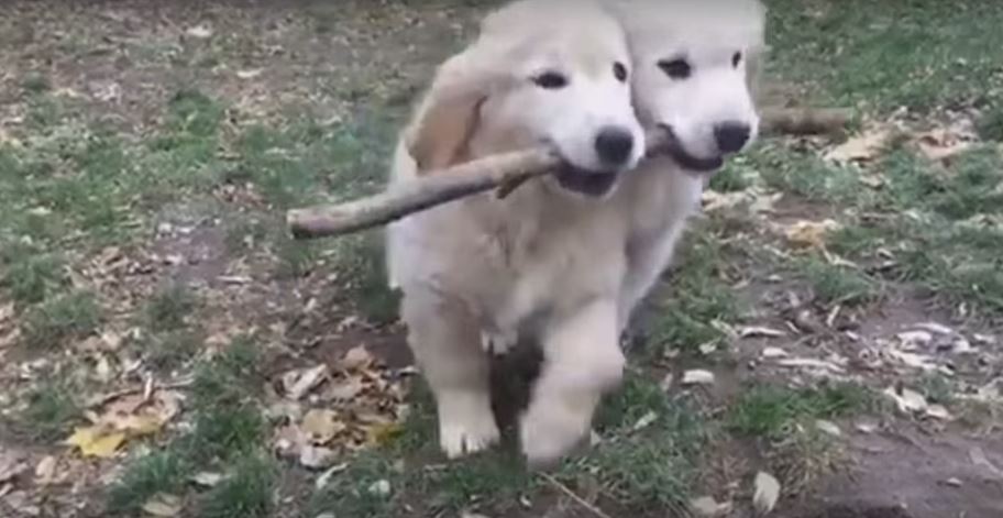 May These Two Golden Retriever Puppies Remind You Of…