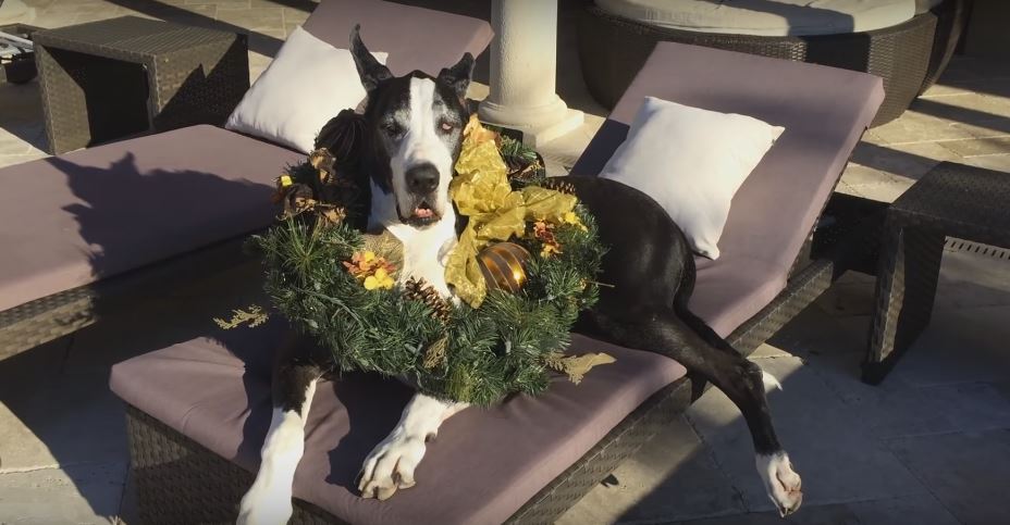 Great Dane Celebrates Christmas In Style. Fierce!