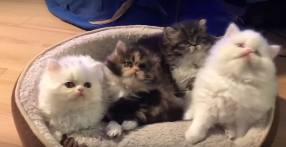 These Fluffy Persian Kittens Tilt Their Heads Simultaneously. Extremely Cute!!!