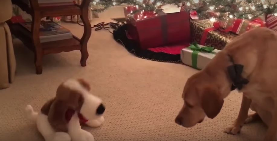 Pooch Gets Weirded Out By This Toy Dog That Sings…