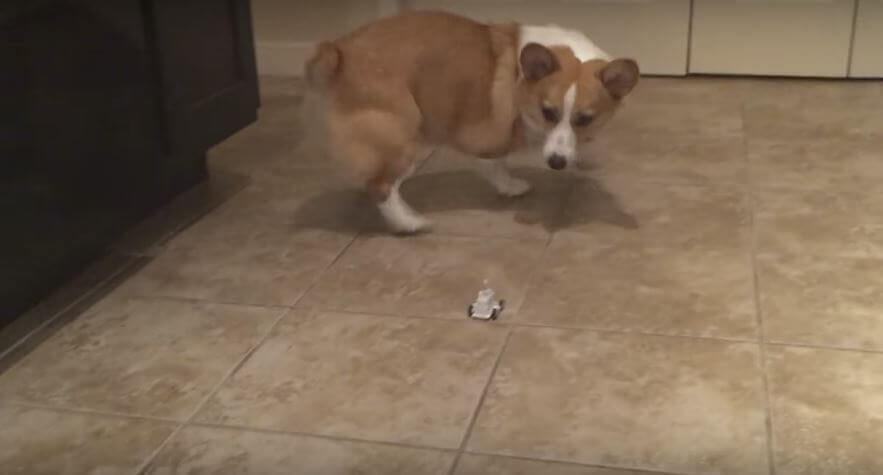 Baffled Pooch Fights Little Toy Car With All Her…